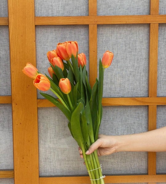 HOA TULIP CAM - HỒNG